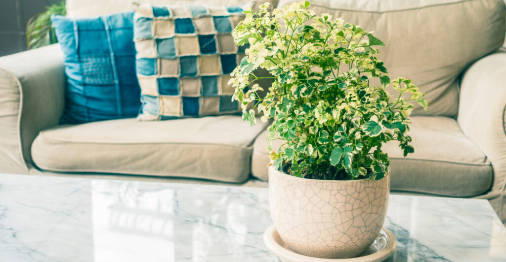 plantas para purificar o ar da casa