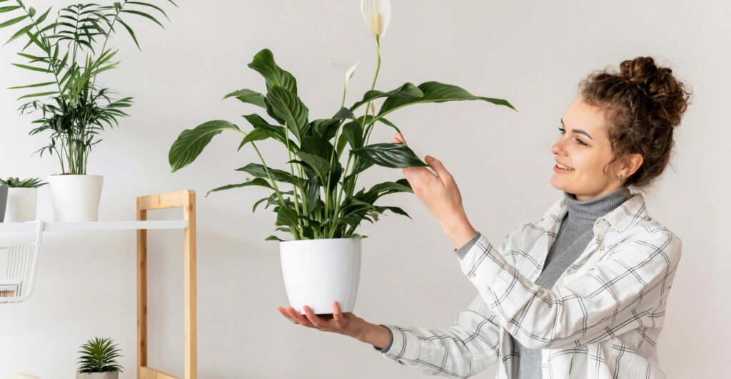 5 plantas perfeitas para quem tem pouco espaço e quase nada de luz