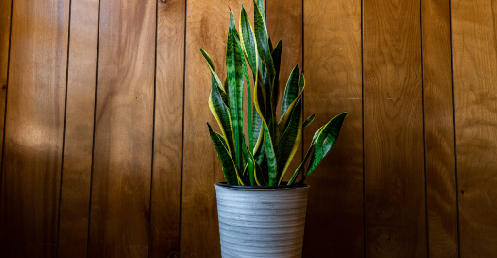 Espada-de-são-jorge: o motivo pelo qual essa planta não pode faltar na sua casa